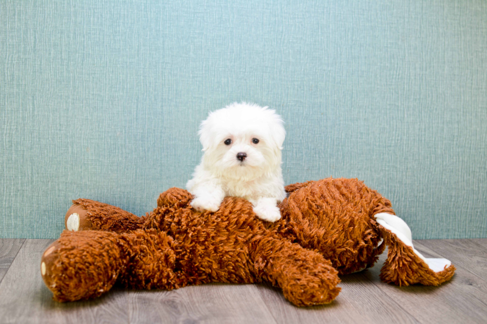 Hypoallergenic Maltese Purebred Pup