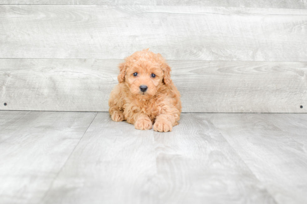 Hypoallergenic Golden Retriever Poodle Mix Puppy