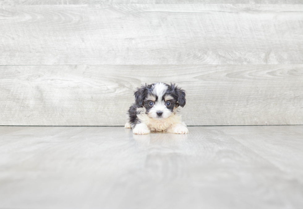 Smart Cavachon Designer Pup