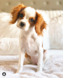 Hypoallergenic Cavalier King Charles Spaniel Pup