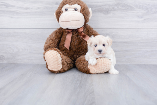 Fluffy Maltipoo Poodle Mix Pup