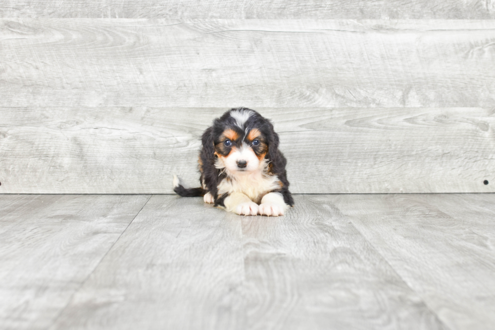 Fluffy Mini Bernedoodle Poodle Mix Pup