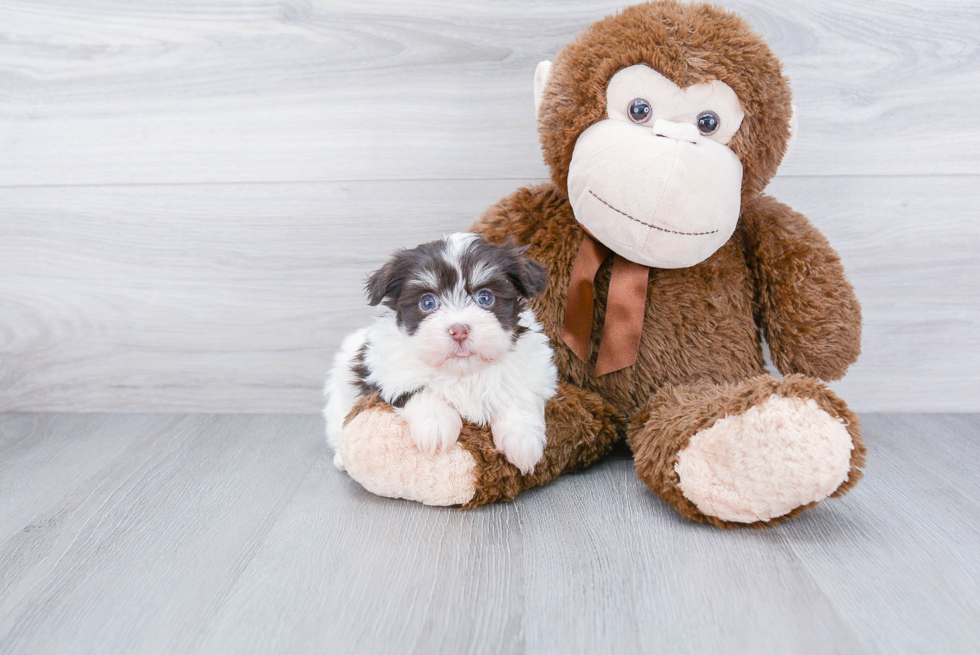 Popular Havanese Baby