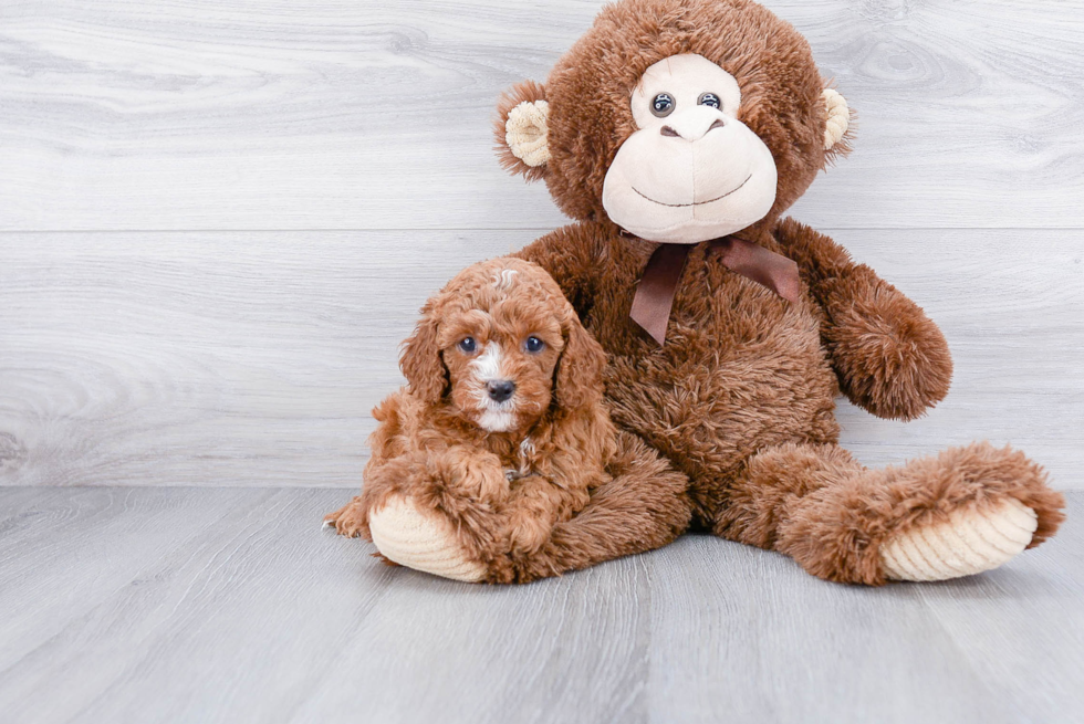 Best Cavapoo Baby