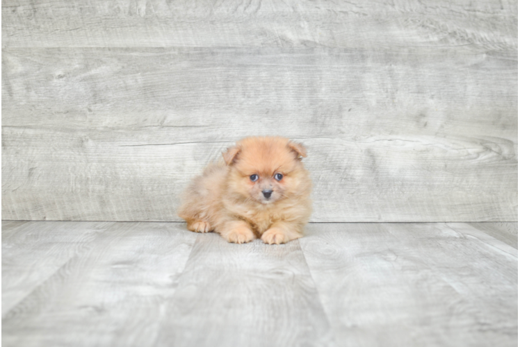 Hypoallergenic Pomeranian Purebred Pup