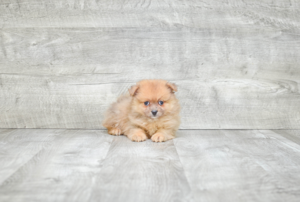 Hypoallergenic Pomeranian Purebred Pup