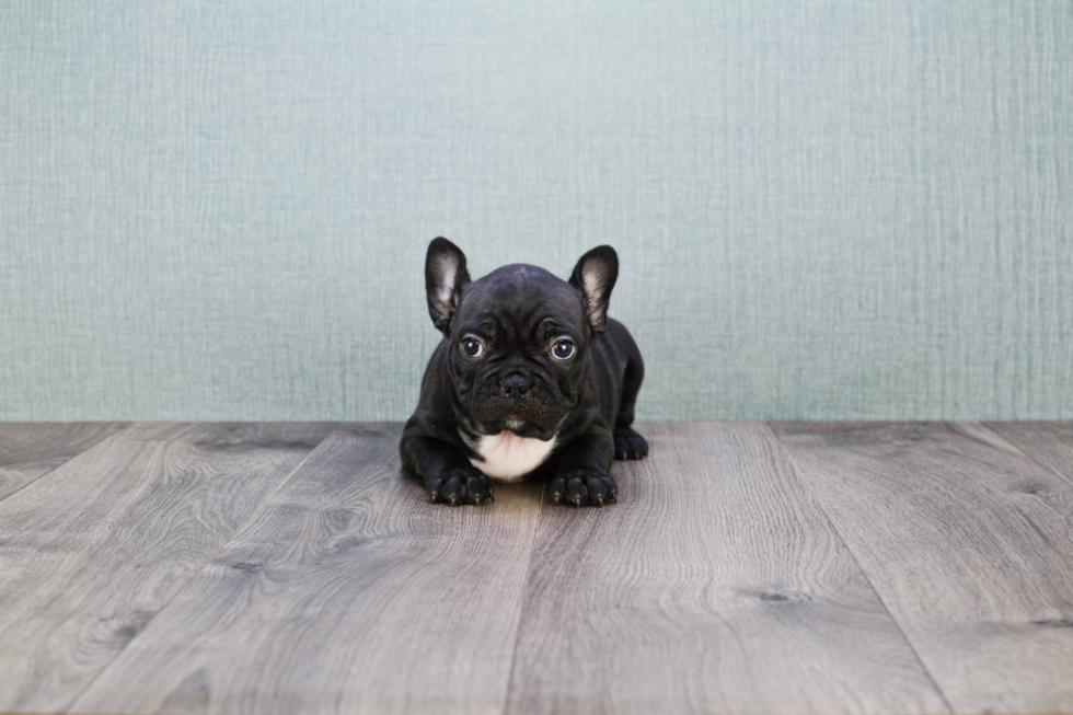 French Bulldog Puppy for Adoption