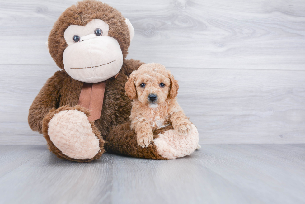 Petite Mini Goldendoodle Poodle Mix Pup