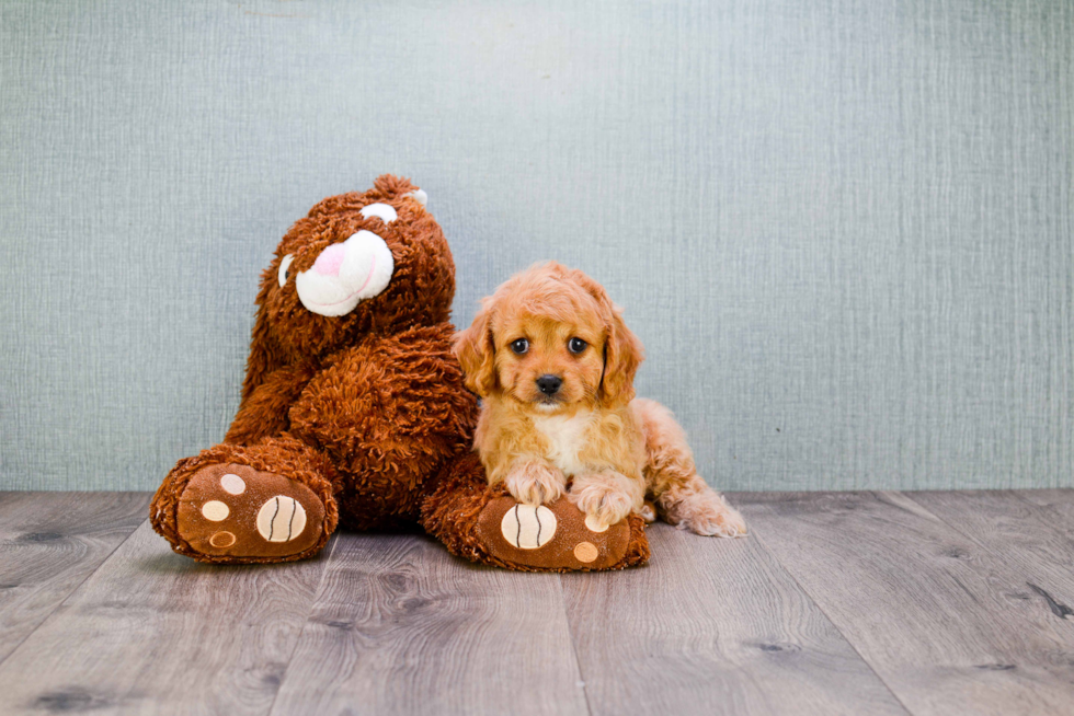 Adorable Cavoodle Poodle Mix Puppy