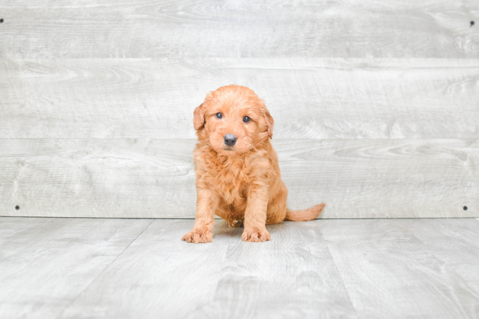 Little Golden Retriever Poodle Mix Puppy