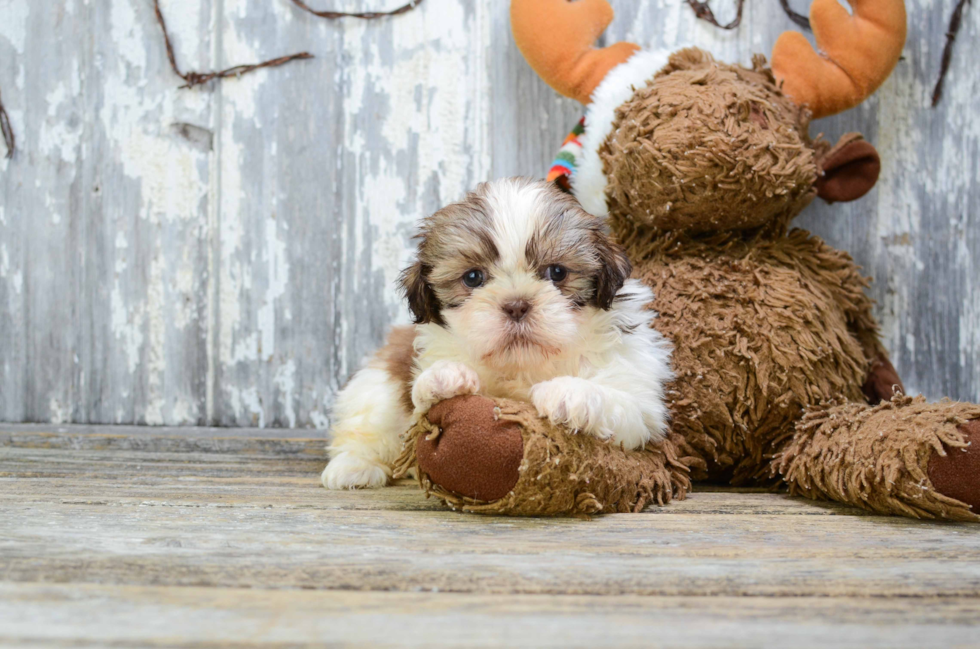 Shih Tzu Puppy for Adoption