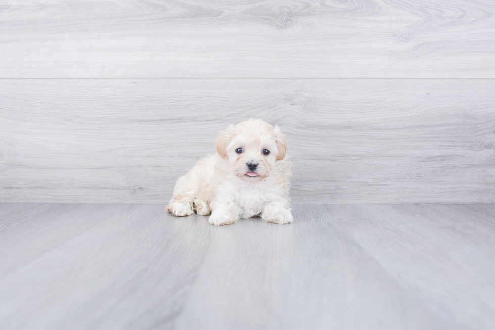 Energetic Maltepoo Poodle Mix Puppy