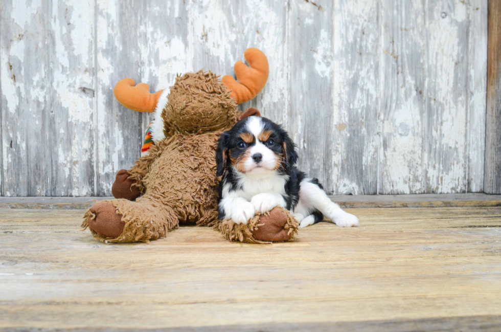 Cavalier King Charles Spaniel Puppy for Adoption