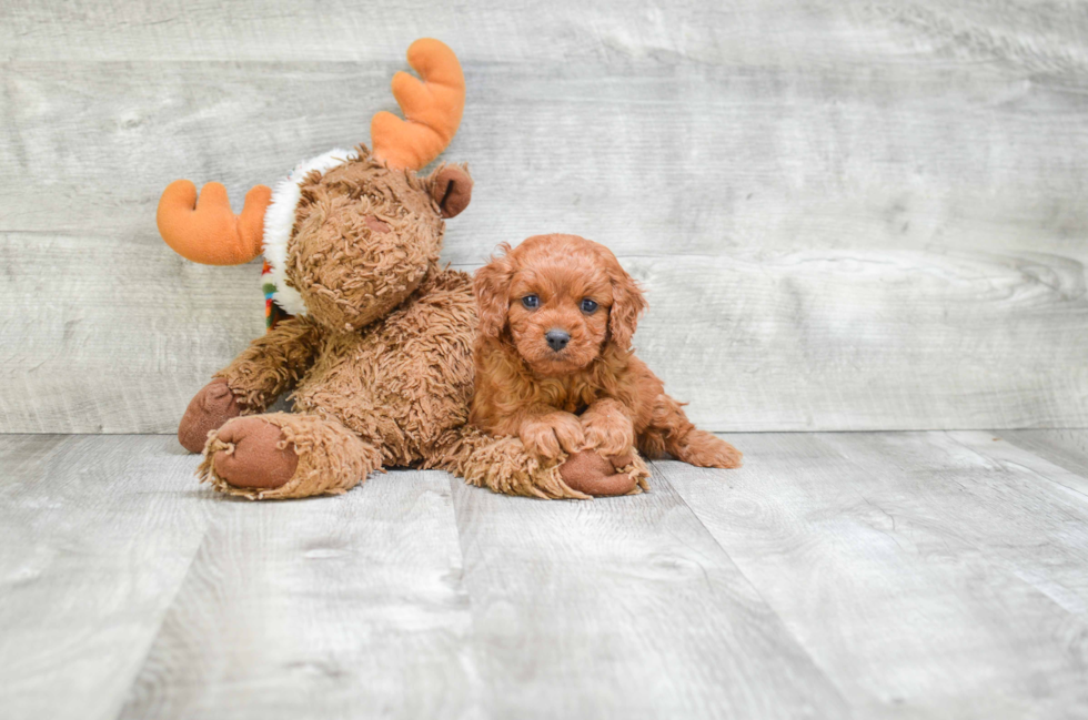 Little Cavoodle Poodle Mix Puppy