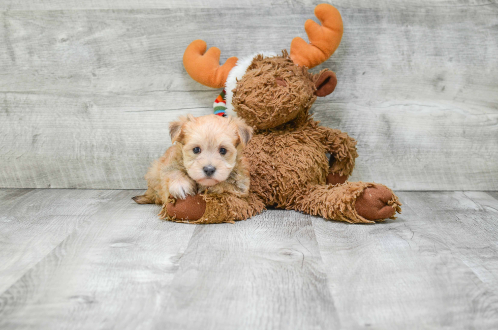 Friendly Morkie Baby