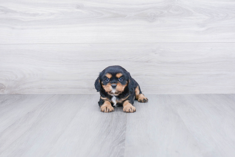 Little Cavalier King Charles Spaniel Purebred Pup