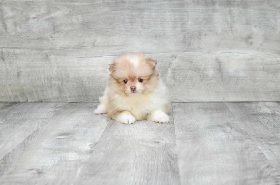 Best Pomeranian Baby