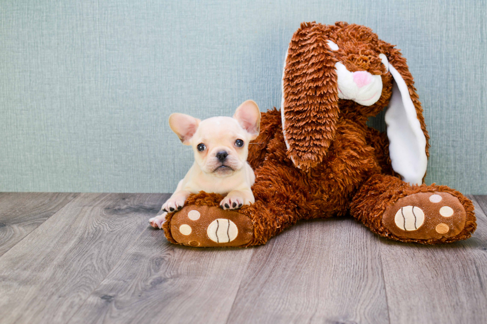 Fluffy Frenchie Purebred Puppy