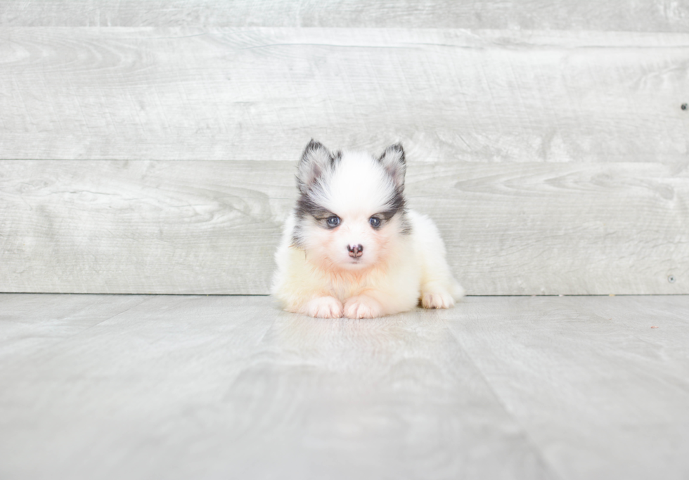 Pomsky Puppy for Adoption