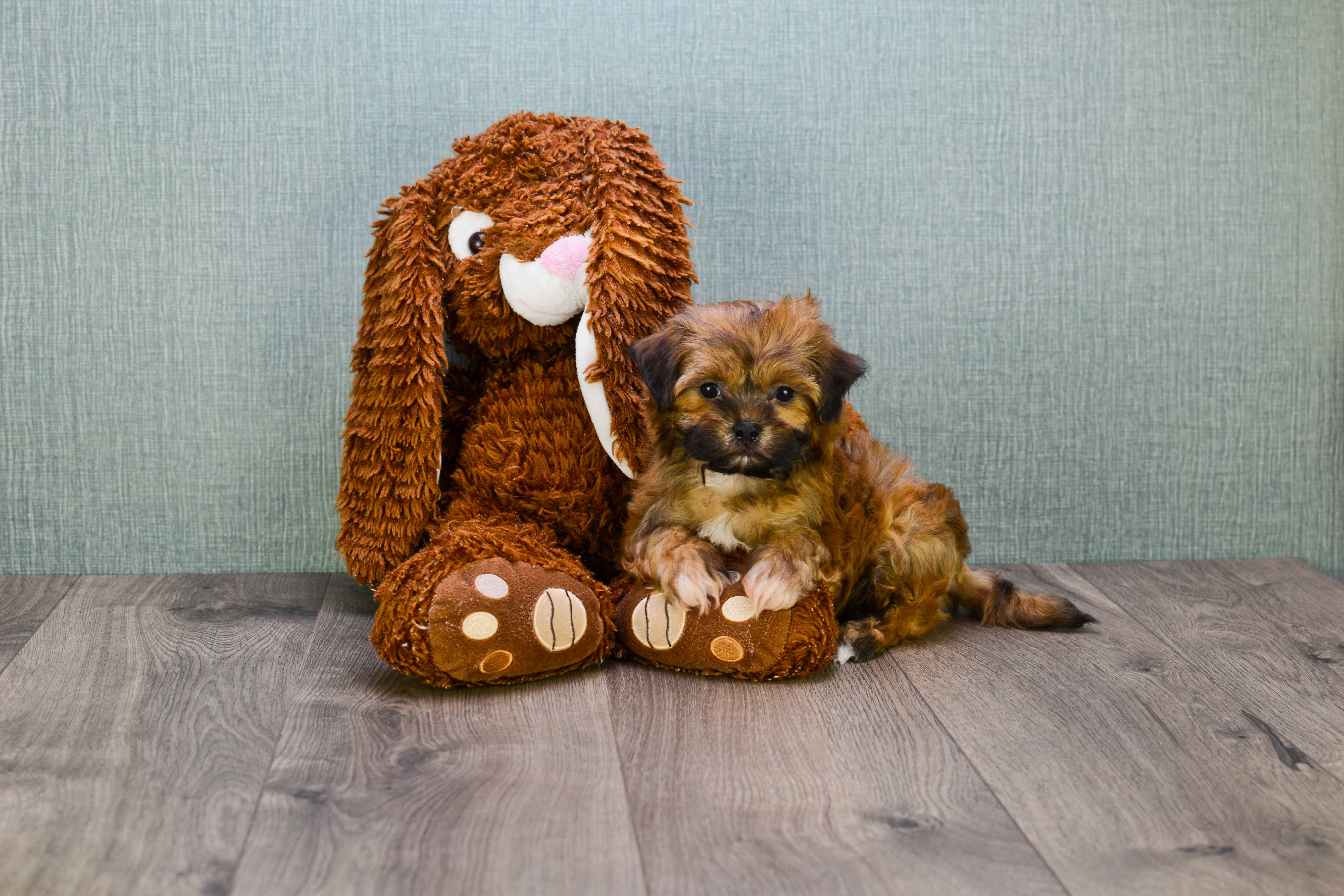 Fluffy Teddy Bear Designer Pup