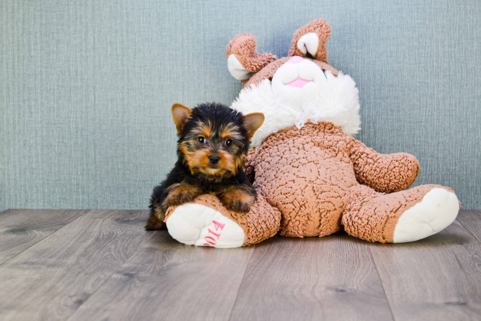 Meet Rascal - our Yorkshire Terrier Puppy Photo 