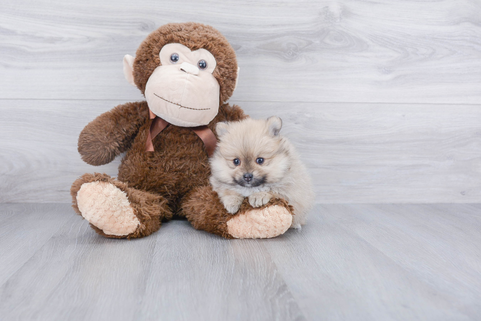 Adorable Pomeranian Purebred Puppy