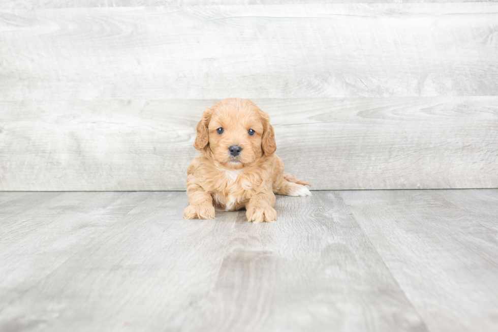 Best Cavapoo Baby