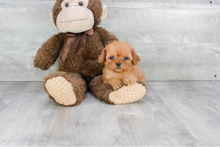 Happy Cavapoo Baby