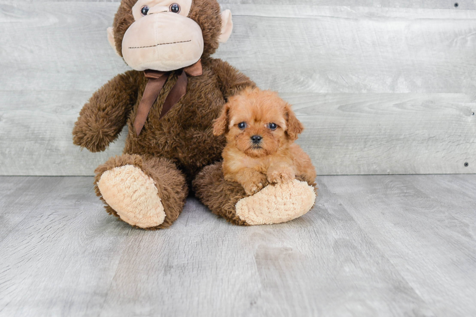 Happy Cavapoo Baby