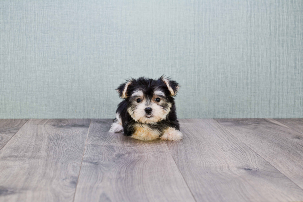 Best Morkie Baby