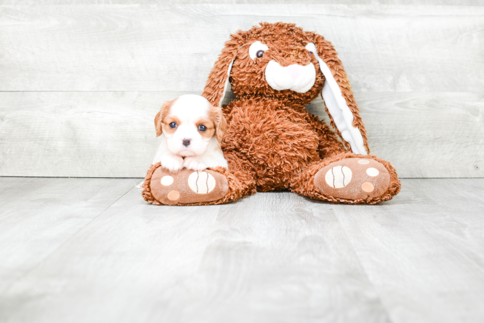 Hypoallergenic Cavalier King Charles Spaniel Baby