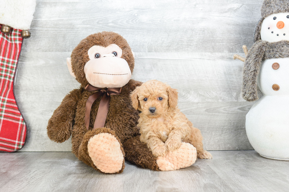 Best Mini Goldendoodle Baby