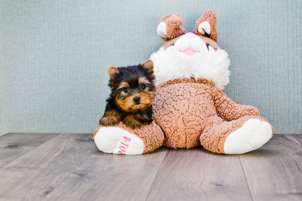 Meet Tinkerbell - our Yorkshire Terrier Puppy Photo 