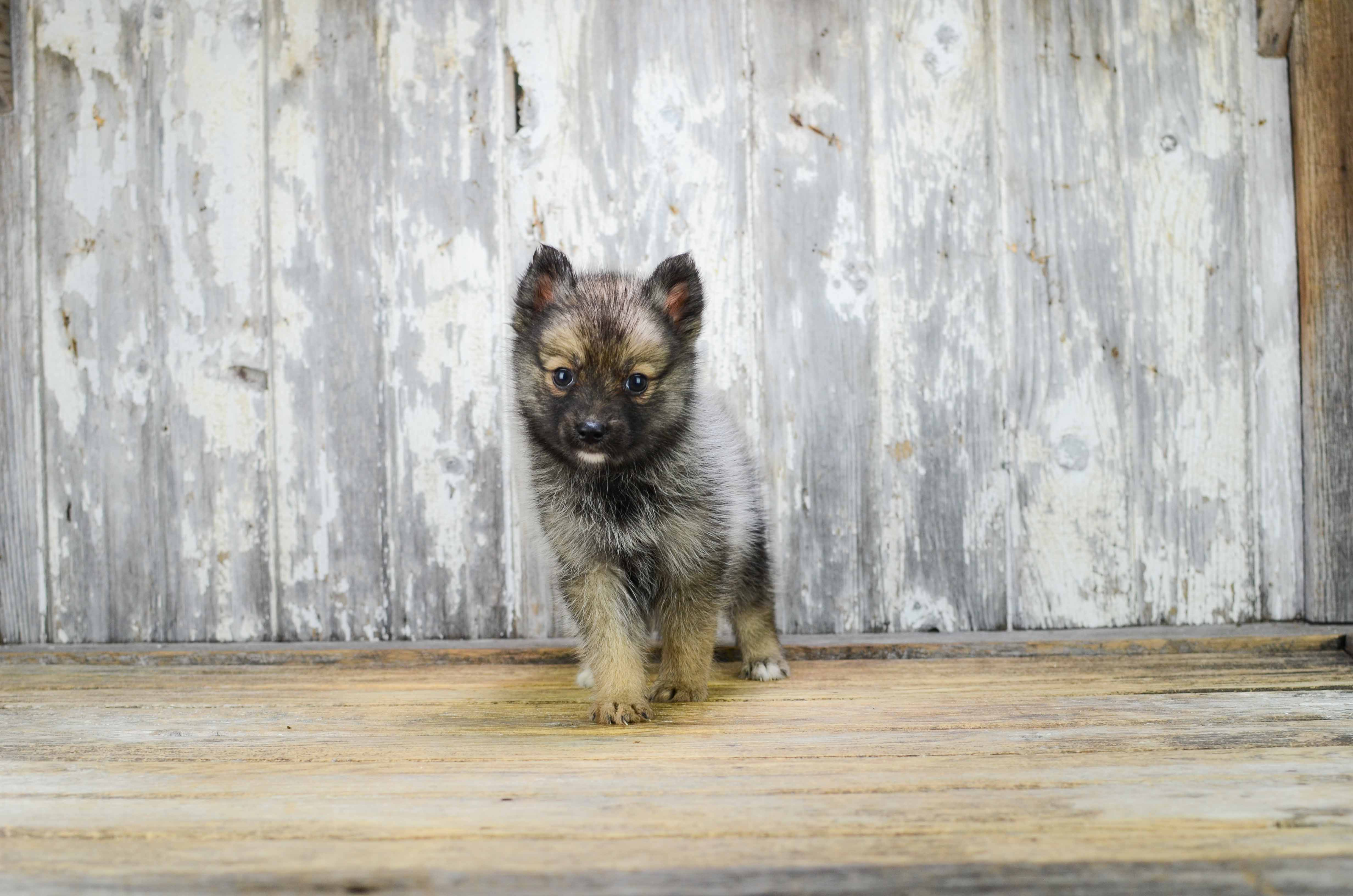 Funny Pomsky Designer Pup