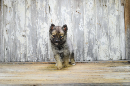 Funny Pomsky Designer Pup