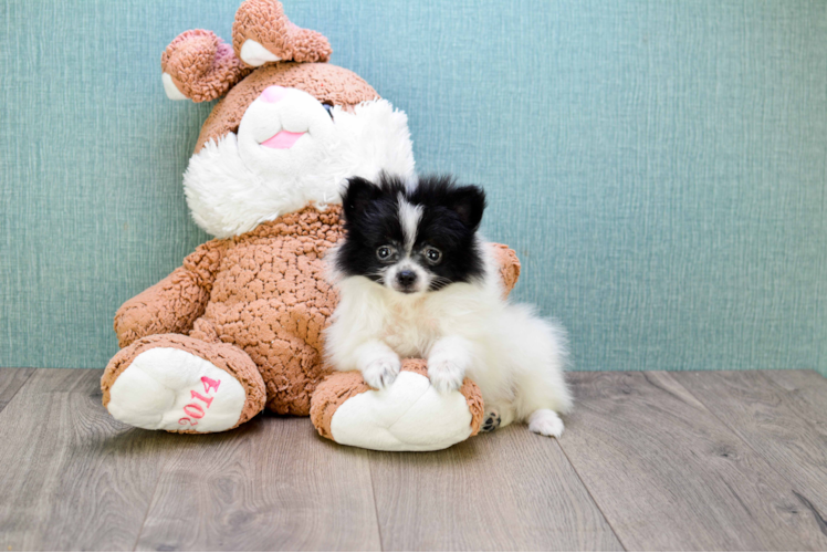 Popular Pomeranian Purebred Pup