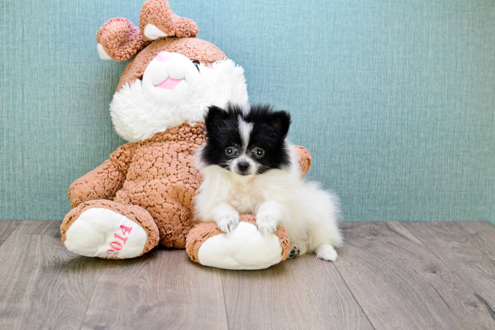 Popular Pomeranian Purebred Pup