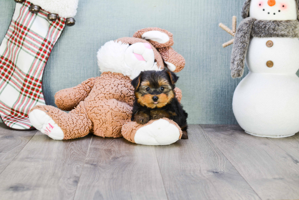 Meet Beckham - our Yorkshire Terrier Puppy Photo 