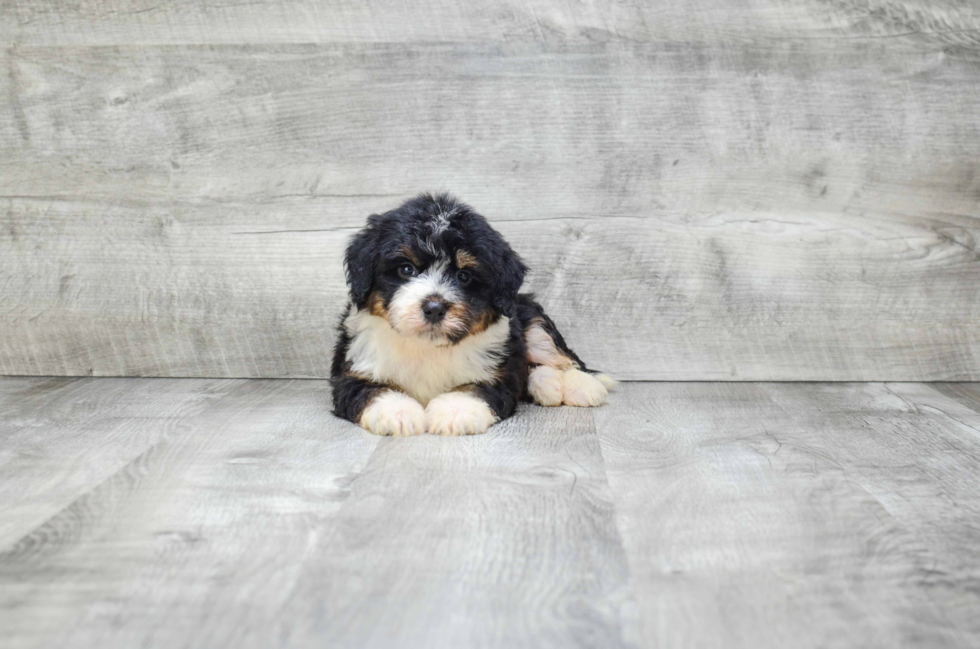 Fluffy Mini Bernedoodle Poodle Mix Pup