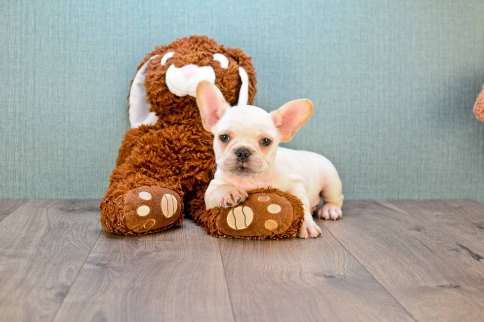 Happy Frenchie Purebred Puppy