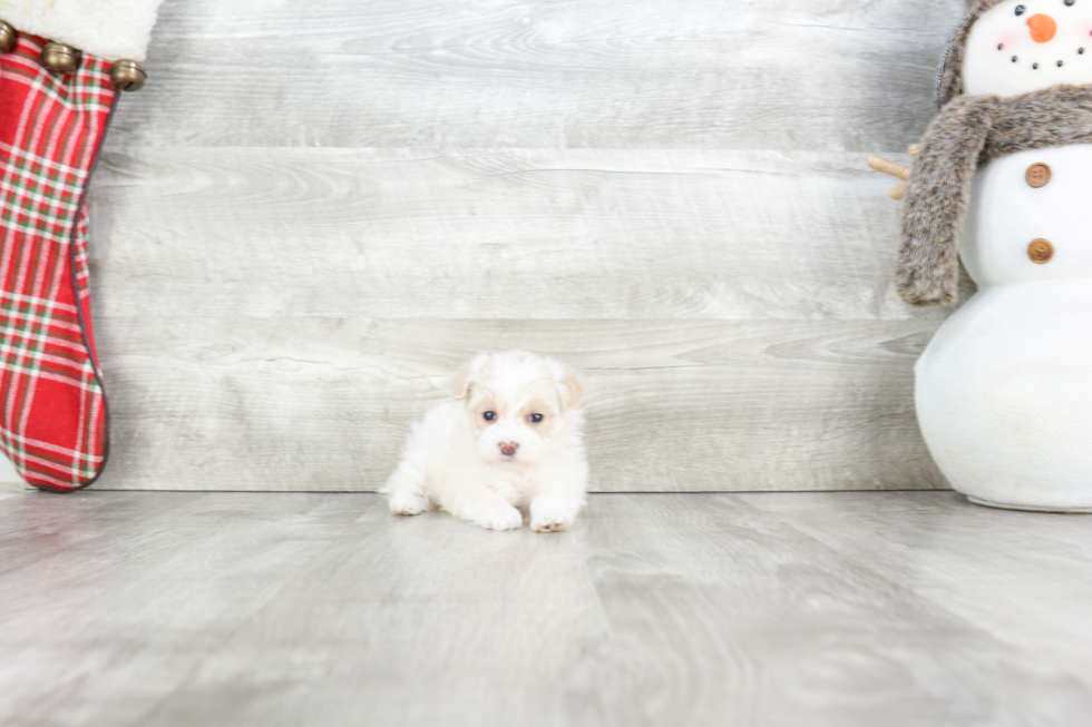 Energetic Maltepoo Poodle Mix Puppy