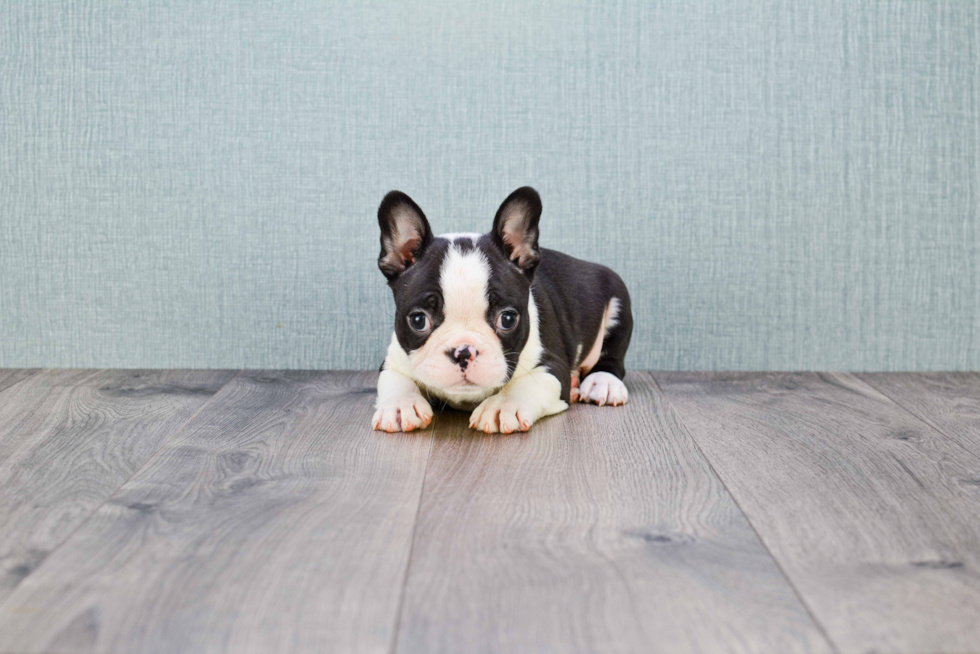 Best French Bulldog Baby