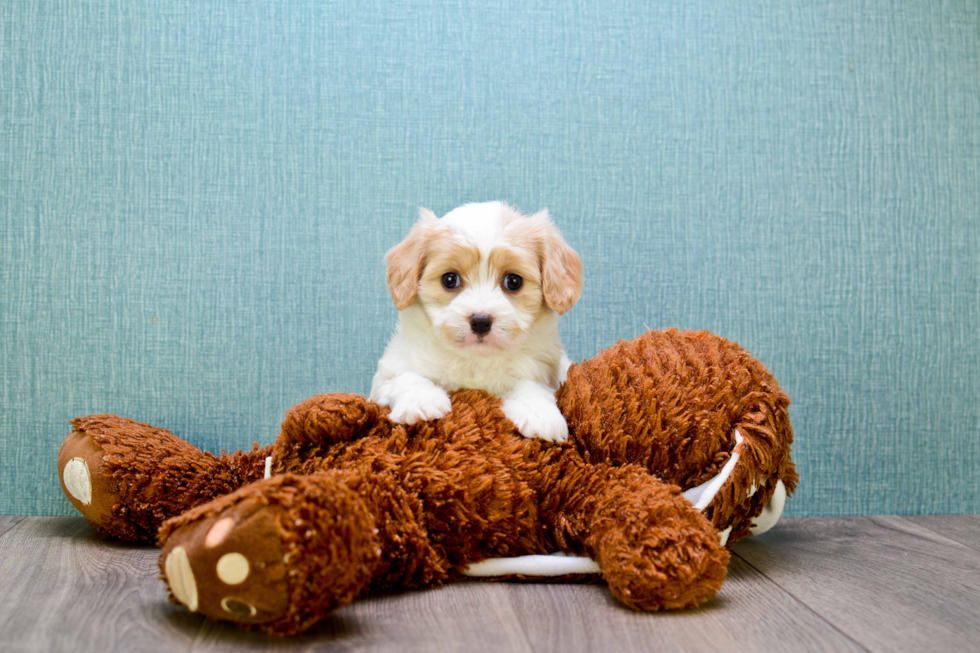 Sweet Cavachon Baby