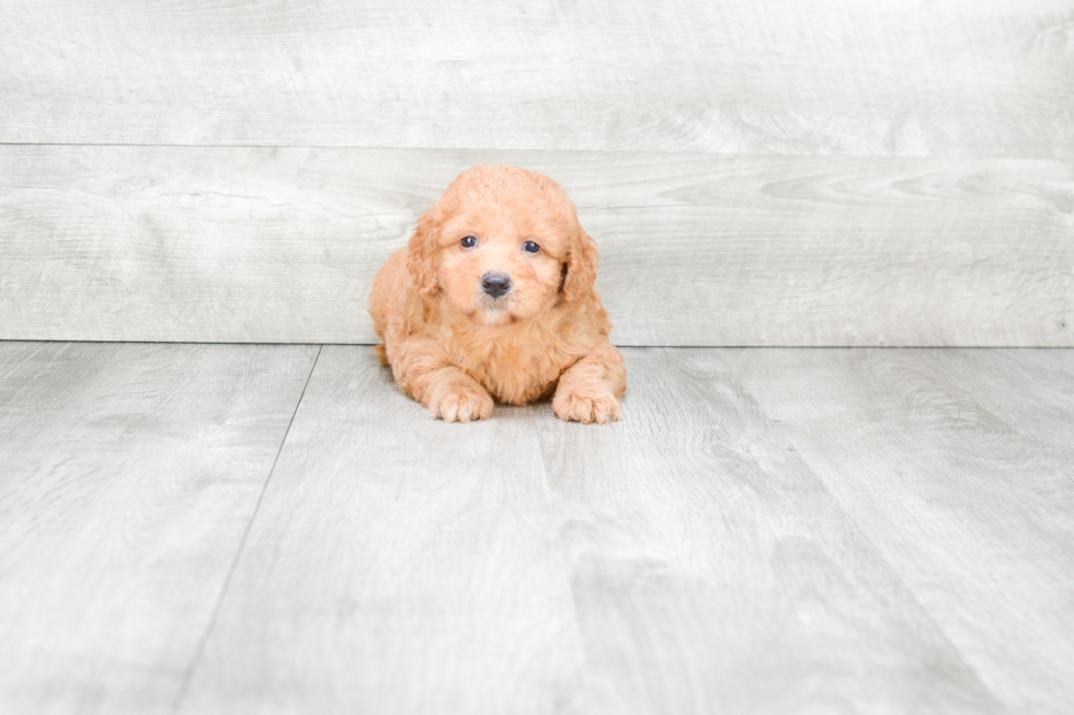 Mini Goldendoodle Puppy for Adoption