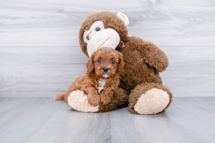 Best Cavapoo Baby