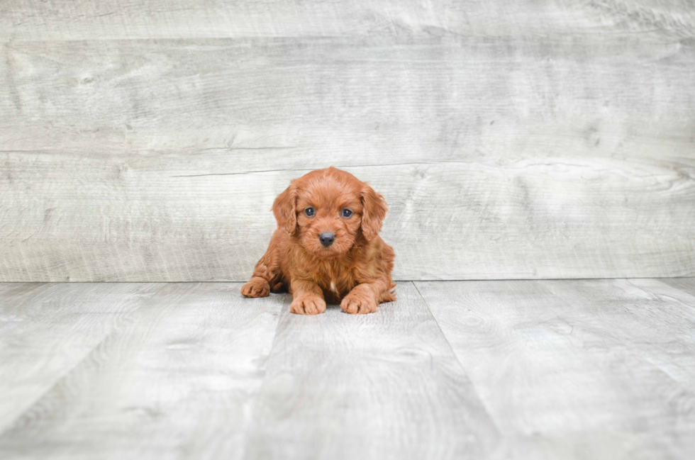 Cavapoo Puppy for Adoption