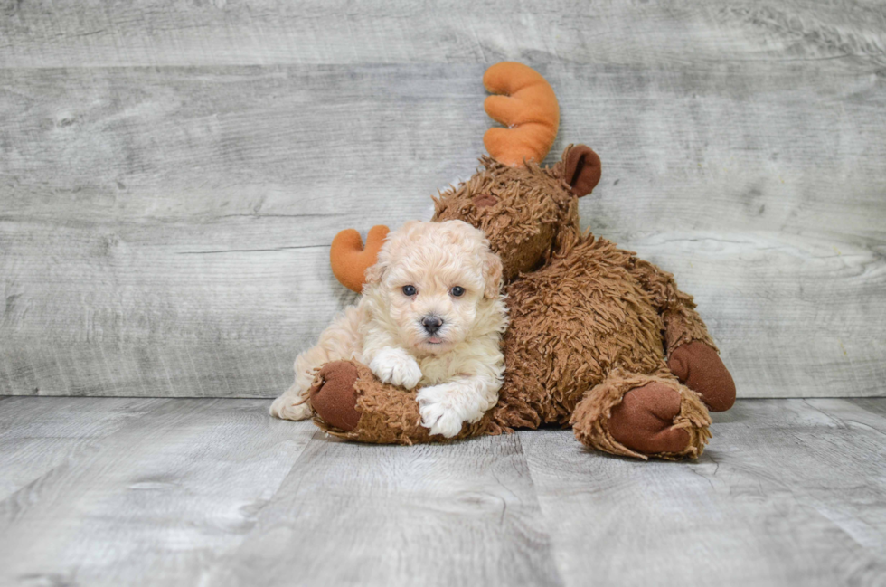 Maltipoo Pup Being Cute