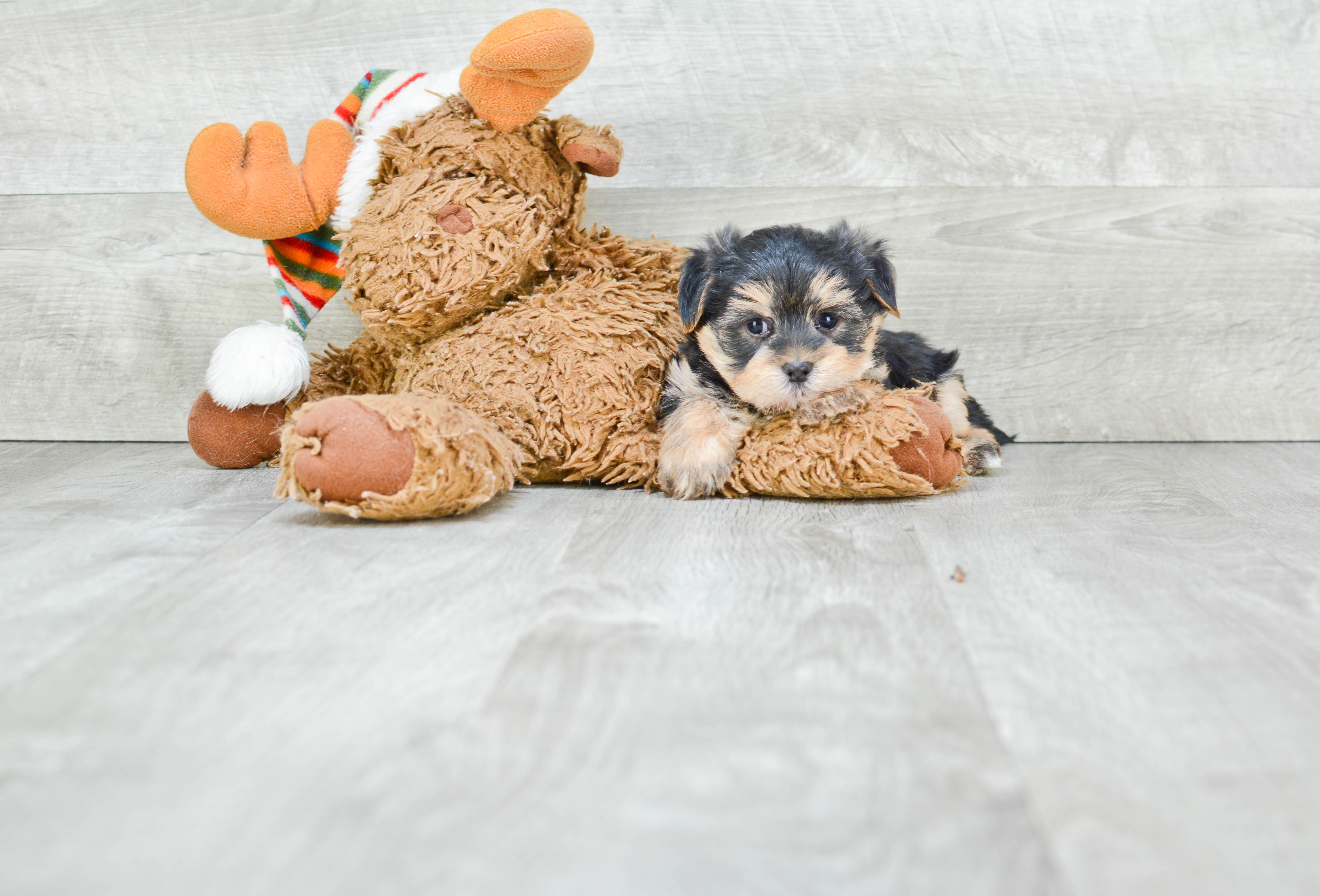 Best Morkie Baby