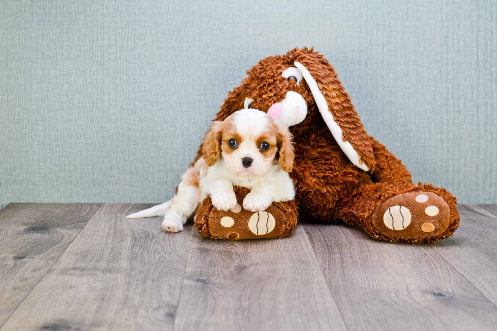 Cavalier King Charles Spaniel Puppy for Adoption