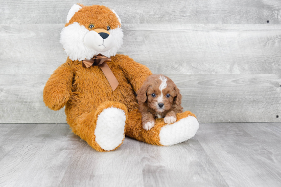 Friendly Cavapoo Baby